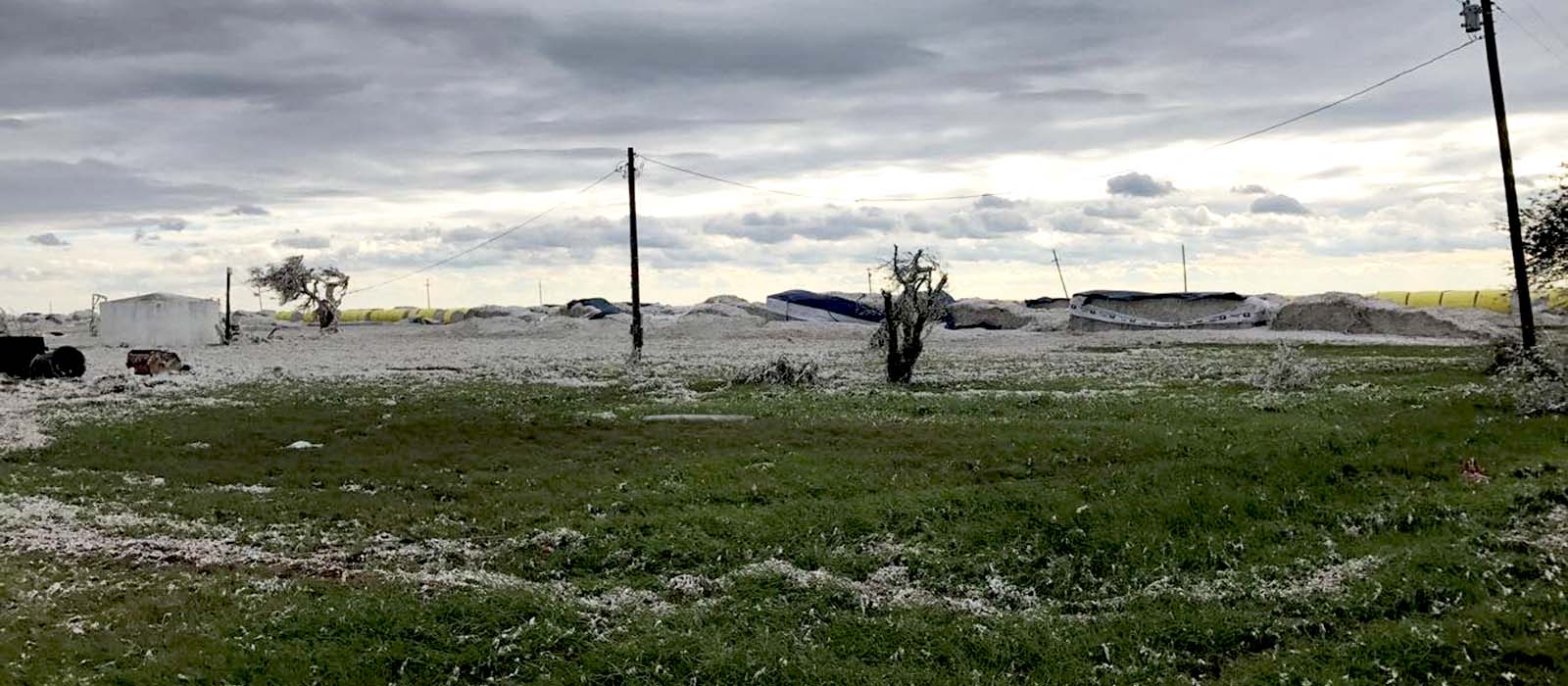 Cotton destroyed by Hurricane Harvey